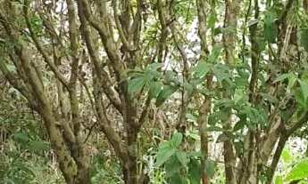 Imagem 5: Vendo terreno rural no girassol