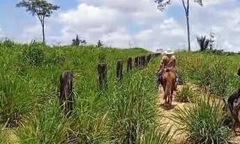 Imagem 3: Vende-se 2 Fazendas em Alto Alegre - Roraima