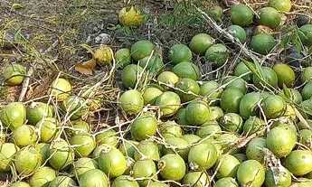 Imagem 4: Sitio com duas casas