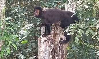 Imagem 5: Sítio com duas Belíssimas casa à venda no Ratones