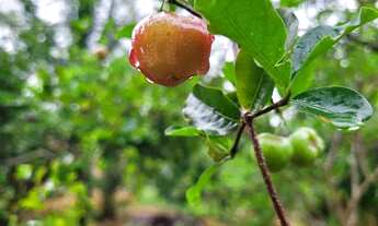 Imagem 5: Terreno com Casa em Construção 300m² - Aceito troca por Carro de mesmo valor!