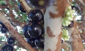 Imagem 6: Casa no Km13 em Travessão