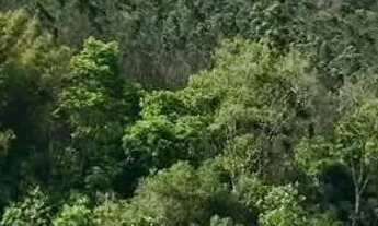 Imagem 3: Chácara em taquara