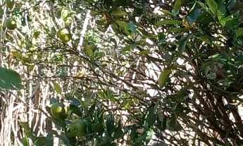 Imagem 5: Linda chacara com ribeirao casa pitoresca apenas 123 mil.reais