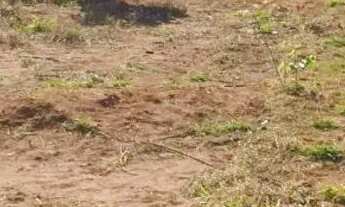 Imagem: Lote de 250.42m2 troca e venda em casas