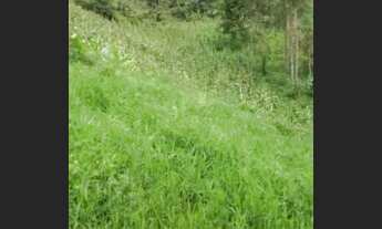 Imagem 3: Terreno para chácara