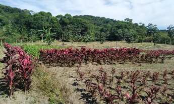 Imagem: SITIO COM 1 HECTARE DE TERRA FÉRTIL E MUITA