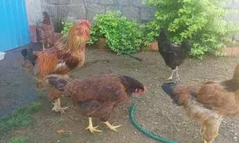 Imagem 3: Vende se 3 galos e 3 galinha faça bhama