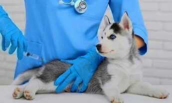 Imagem: Clínica Veterinária Completa à Venda