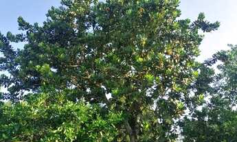 Imagem 4: Vendo excelente sítio em laje