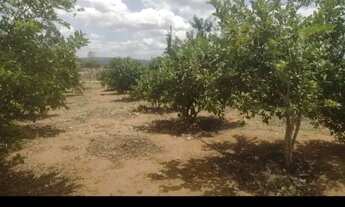 Imagem 5: Sítio em jeremoabo