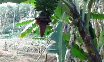 Imagem 5: Pra quem e amante da natureza oportunidade imperdível a menos de 25 km da cid de piedade
