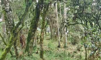 Imagem 3: Urubici- Serra Catarinense - Sitio 20.000 m²