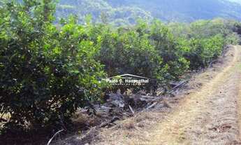 Imagem 5: Sitio com 9 hechtares, aceitamos carros, própria para plantio de parreiral, muito fértil