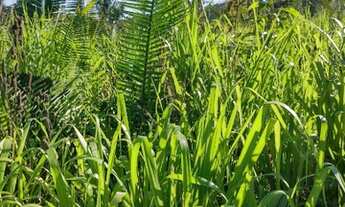 Imagem 6: Terra Timbiras/ Codo