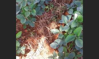 Imagem 7: Sítio com 6,5 Alqueires ou 157.300,00 metros, Quadra/SP