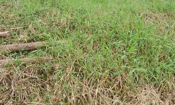 Imagem 2: Terreno bairro recanto verde com projeto de construção de casas
