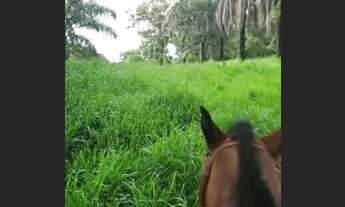 Imagem 3: Fazenda com 970 ha planta 200 ha em Carmo do Paranaiba MG
