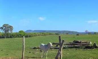 Imagem 7: CÓD026 - SÍTIO- 97HECTARES -Terenos/MS
