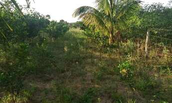 Imagem 2: Vendo excelente sítio em laje