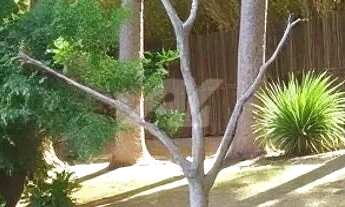 Imagem 7: Chácara - Dos Silvas - Morungaba - Morungaba