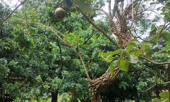 Imagem 4: Chácara com casa de 1 quarto