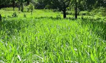 Imagem 6: Sítio para Venda em Flexeiras, Zona Rural, 3 dormitórios, 1 banheiro, 1 vaga