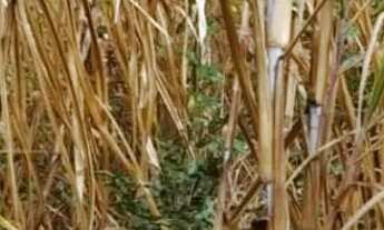 Imagem 5: Sitio 5,5 alqueires/35 minutos Major Prates..169.900.00