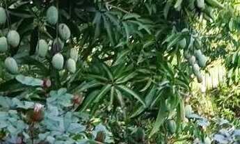 Imagem 4: Vendo sítio 20 minutos de Manaus