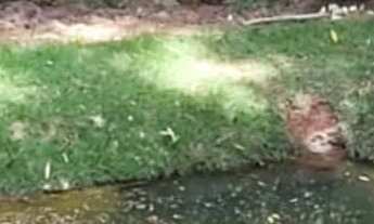 Imagem 6: Ibiuna chacara em condomínio troca