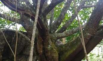 Imagem 4: Terreno lindíssimo e ornamental em Ipoema - Itabira/MG