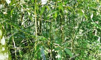 Imagem 3: Excelente Chácara Sem Benfeitorias