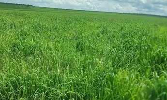 Imagem 6: Fazenda em Campinápolis MT