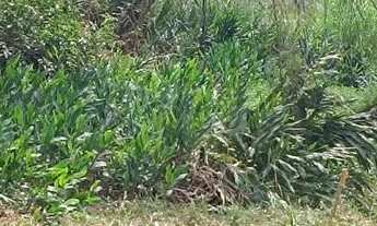 Imagem 5: Terreno com água em mateus leme