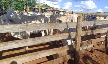 Imagem 6: Linda sítio a venda todo empastado