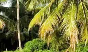 Imagem 5: Terreno 40.000m² Barra dos Coqueiros - SE