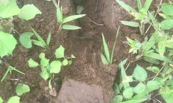 Imagem 5: Terra Timbiras/ Codo