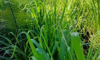 Imagem 4: Terra Timbiras/ Codo