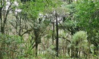 Imagem 4: Urubici- Serra Catarinense - Sitio 20.000 m²