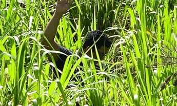 Imagem 3: Terra Timbiras/ Codo