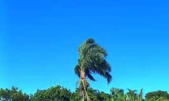 Imagem 2: CÓD026 - SÍTIO- 97HECTARES -Terenos/MS