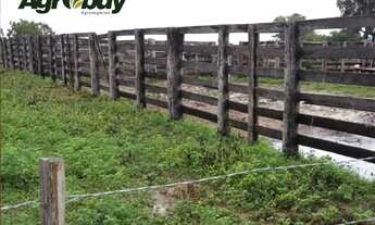 Imagem 6: Fazenda Com 195 Alqueires no Município de Peixe Região da Lagoa do Romão