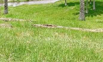 Imagem: Vendo maravilhosa Fazendinha em jaguaripe