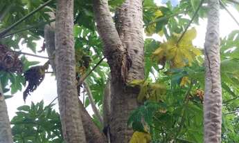 Imagem 7: Venda ou troca pego imóvel e veículo