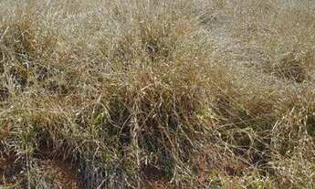 Imagem 7: Terreno à venda no Bairro do Rio Abaixo, na cidade de Tuiuti/SP