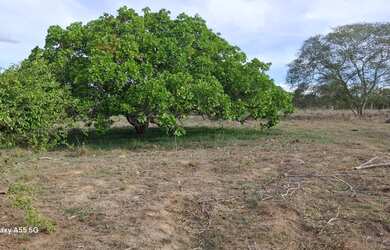 Imagem 7: Excelente sítio de 5t,casa grande em Tiquaruçúa