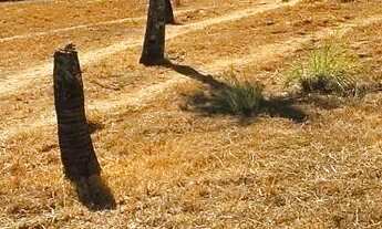 Imagem: Lote 26 de setembro