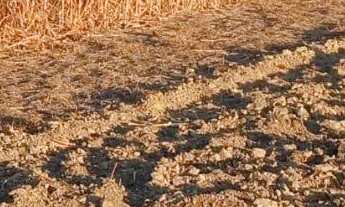 Imagem: Fazenda à venda preço de oportunidade
