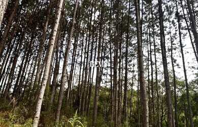 Imagem 2: Terreno para chácara com Pinus de 19 anos