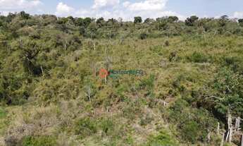 Imagem 3: Fazenda de 140 Alqueires . Mecaniza 79 Alqueires - Pinhão PR . R$ 7.000.000,00